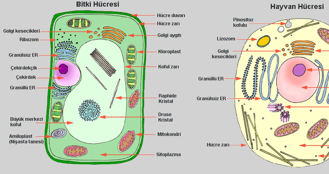 Bitki hücresi organelleri ve görevleri nelerdir?